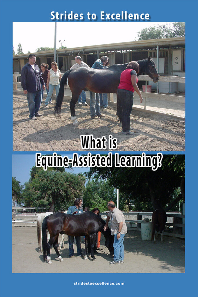 two photos of a team involved in an equine-assisted learning activity