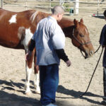 Two teen boys with a red horse