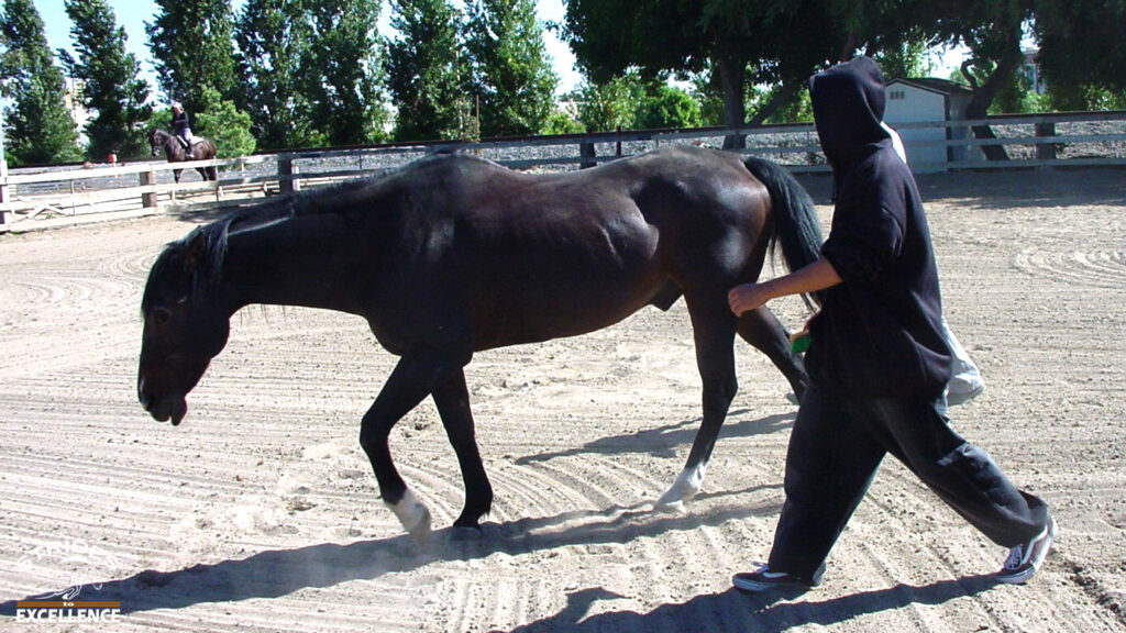 Teens walking next to a dark horse during a horse program for youth