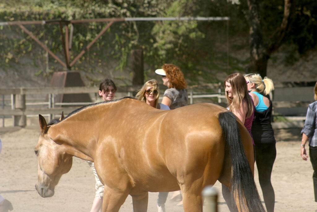 buckskin horse with several women