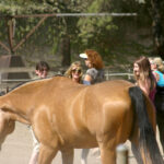 buckskin horse with several women