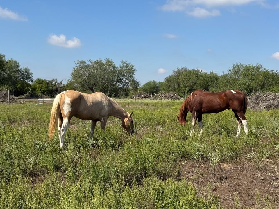 Strides to Excellence